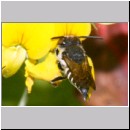Coelioxys elongata - Kegelbiene w01h 10mm.jpg